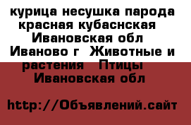 курица несушка парода красная кубаснская - Ивановская обл., Иваново г. Животные и растения » Птицы   . Ивановская обл.